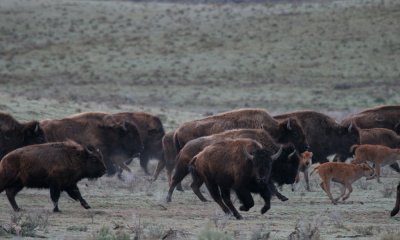 Bison stampede
