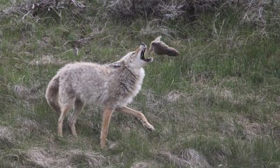 Coyote and groundsquirrel