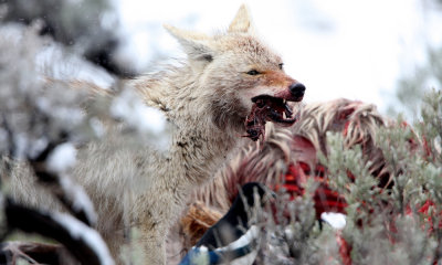 Coyote scavenging wolf killed elk