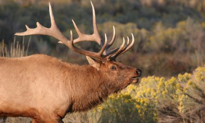 Gallery: Elk of North America