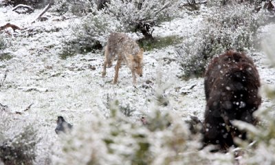 Coyote with grizzly bear
