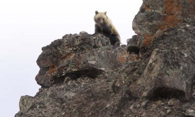 Grizzly on mountain