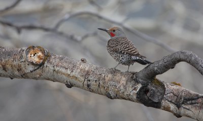 Northern flicker