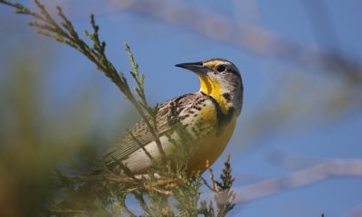 Western meadowlark