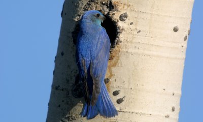 Mountain bluebird