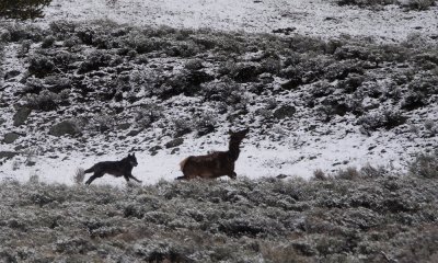 Wolf chasing cow elk