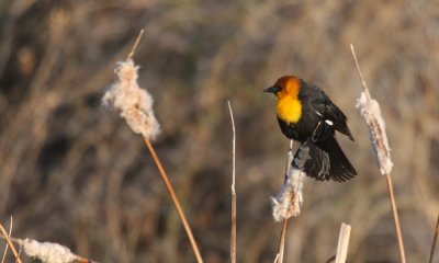 Yellowheaded blackbird