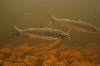 Atlantic salmon, Newfloundland
