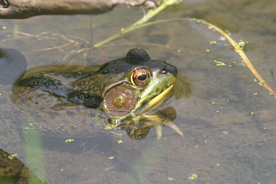 Bull frog