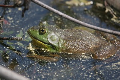 Bull frog