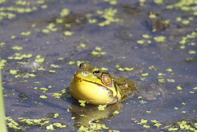 Green frog calling