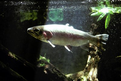 Rainbow trout