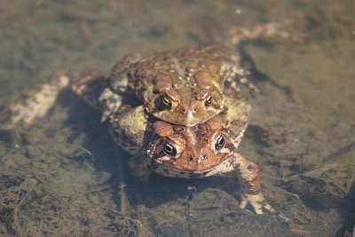 American toad mating