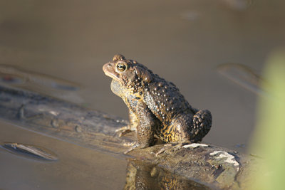 American toad trilling