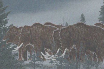 Wooly mammoth herd  (recreation)