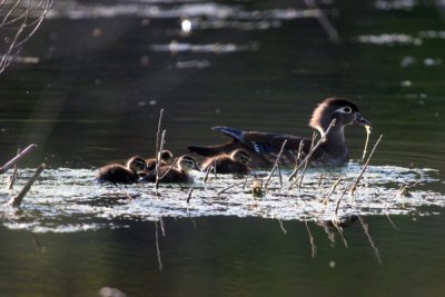 Wood duck  with ducklings
