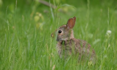 Cottontail rabbit