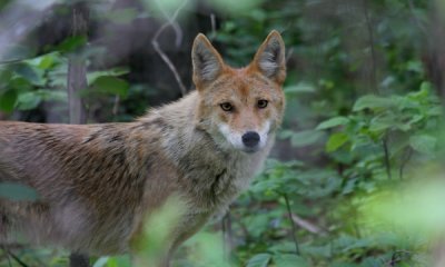 Eastern Coyote