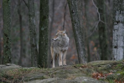 Eastern Coyote