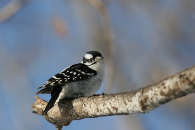 Riverwood's Woodpeckers