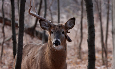 White-tailed deer