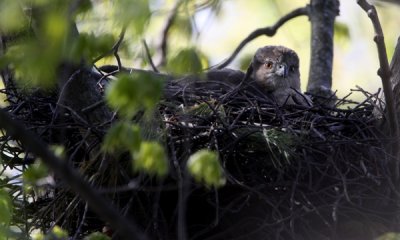 Cooper's hawk