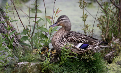 Mallard duck with ducklings