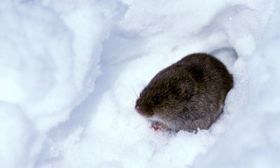 Meadow vole