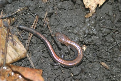 Northern-redbacked salamander