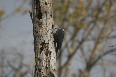 Pileated woodpecker