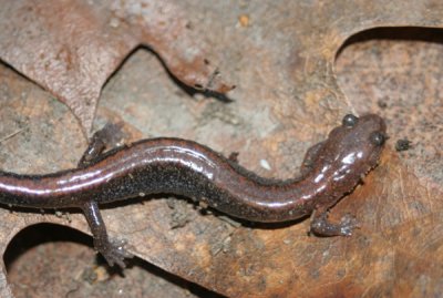Northern-redbacked salamander
