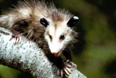 Virginia Opossums