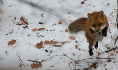 Red fox