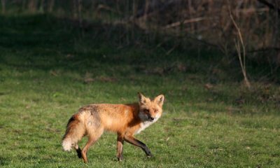 Red fox