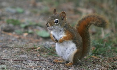 Red squirrel