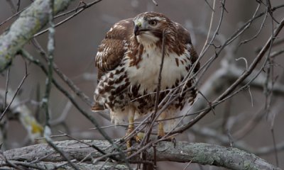 Red-tailed hawk