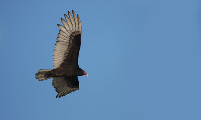 Turkey vulture