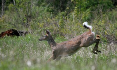 White-tailed deer doe
