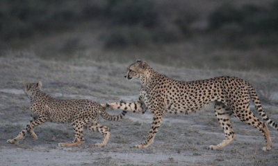 Cheetah with cub