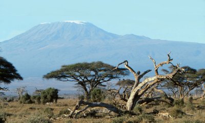 Cheetah and Kilimanjaro