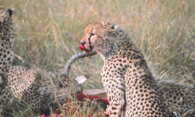 Cheetah male coalition with impala kill