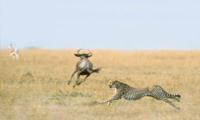 Cheetah with wildebeest