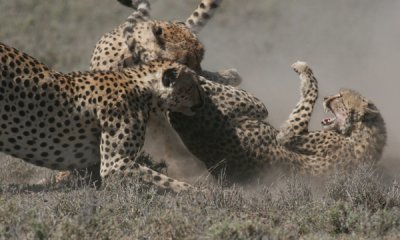 Cheetah male coalition with female