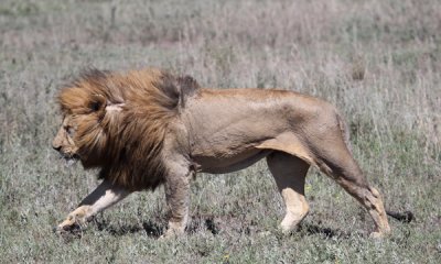 Adult male lion