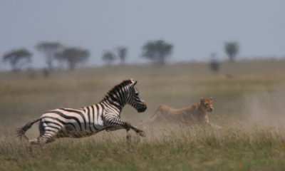 Lioness and common zebra