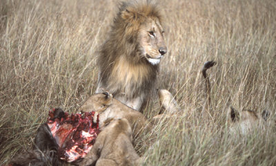 Lion with cubs at kill, Masai Mara G.R., Kenya