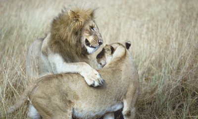 Courting lions, Masai Mara G.R., Kenya