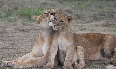 Lioness with older cub