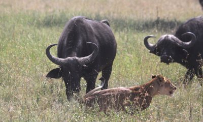 Lioness chased by buffalo