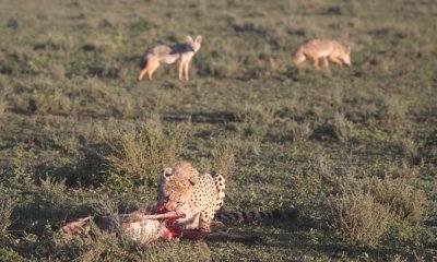 Cheetah on kill with golden jackals